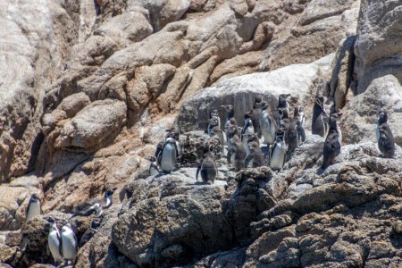 Téléchargez les photos : Valparaiso, Chili - 6 déc. 2022 : Pingouins sauvages Humboldt au sanctuaire naturel Islote Pajaros Ninos près de l'Algarrobo - en image libre de droit