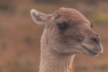 Téléchargez les photos : Vicugna ou Guanicoe dans la nature du parc national de Torres del Paine en Patagonie, Chili - en image libre de droit