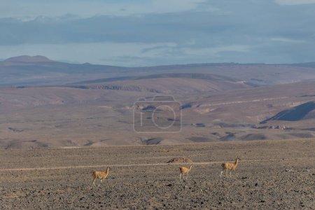 Téléchargez les photos : Vicugnas sauvages, guanacos dans une région reculée d'Atacama, le désert le plus sec du monde - en image libre de droit