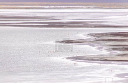 Photo for Hundreds of wild pink flamingos in the waters of Salar de Aguas Calientes in Atacama desert in Chile - Royalty Free Image