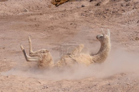 Foto de Lama glama jugando en la arena en medio de Atacama, el desierto más seco del mundo - Imagen libre de derechos