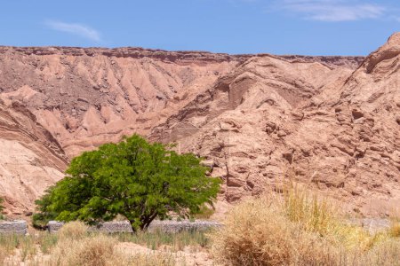 Foto de Green tree middle of Catarpe valley, one of the most arid zones of Atacama, the dryest desert in the world - Imagen libre de derechos