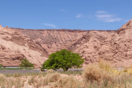 Foto de Green tree middle of Catarpe valley, one of the most arid zones of Atacama, the dryest desert in the world - Imagen libre de derechos