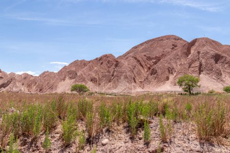 Foto de Green plants growing in the middle of Catarpe valley, one of the most arid zones of Atacama, the dryest desert in the world - Imagen libre de derechos