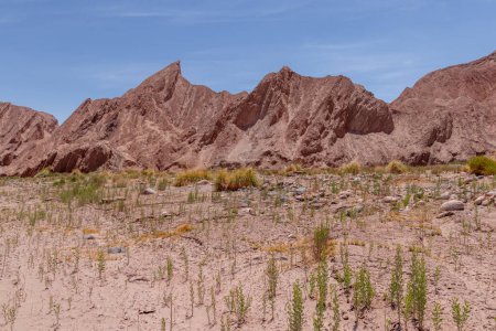 Foto de Green plants growing in the middle of Catarpe valley, one of the most arid zones of Atacama, the dryest desert in the world - Imagen libre de derechos