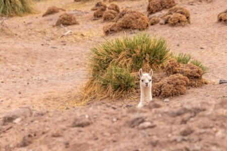 Foto de Young lama glama walking in the wild of Atacama, the dryest desert of the world in Chile - Imagen libre de derechos
