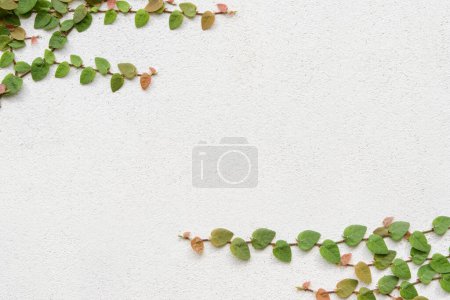 Foto de Fondo de enredadera verde - planta trepadora en pared de hormigón blanco . - Imagen libre de derechos