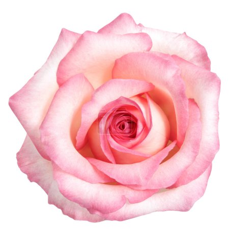 Foto de Hermosa flor rosa brillante aislada sobre fondo blanco. Luces de estudio. - Imagen libre de derechos