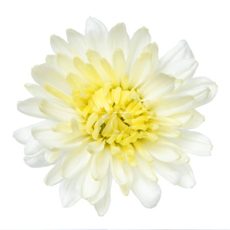 Foto de Vista superior de flor de crisantemo blanco aislada sobre fondo blanco
. - Imagen libre de derechos