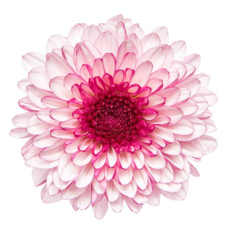 Foto de Vista superior de flor de crisantemo rosa aislada sobre fondo blanco. - Imagen libre de derechos