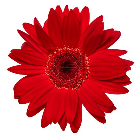 Draufsicht auf rote Gerbera Blume isoliert auf weißem Hintergrund.