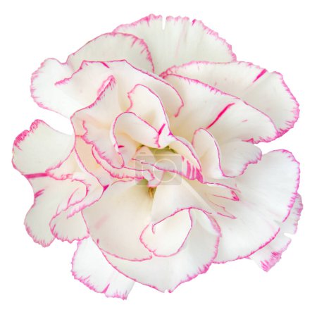Foto de Vista superior de flor de clavel rosa blanca aislada en blanco background.studio tiro. - Imagen libre de derechos