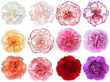 Foto de Conjunto de flores de clavel de colores aislados sobre fondo blanco. plano de estudio - Imagen libre de derechos