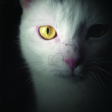 Foto de White cat, Inochi, looking at the camera - Imagen libre de derechos