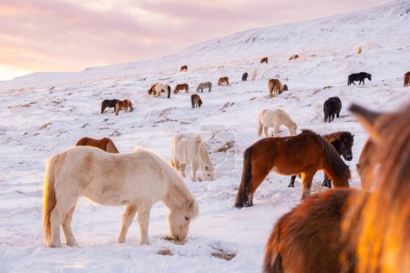 Foto de Horses In Winter. Rural Animals in Snow Covered Meadow. Pure Nature in Iceland. Frozen North Landscape. Icelandic Horse is a Breed of Horse Developed in Iceland. - Imagen libre de derechos