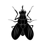 fly icon vector illustration symbol design