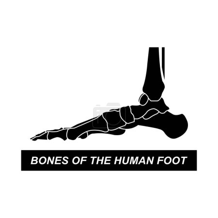 Téléchargez les illustrations : Illustration vectorielle icône os jambe humaine design - en licence libre de droit