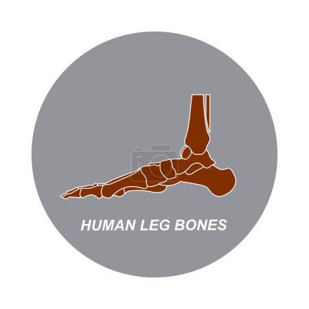 Illustration vectorielle icône os jambe humaine design