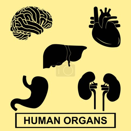 Téléchargez les illustrations : Illustration vectorielle d'organes humains dessin simple - en licence libre de droit