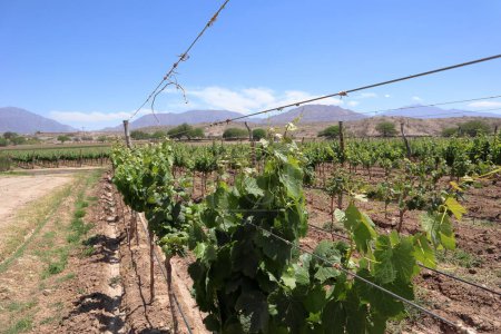 Téléchargez les photos : Paysage d'été avec rangées de vignobles en Argentine. Angastaco. Photo de haute qualité - en image libre de droit
