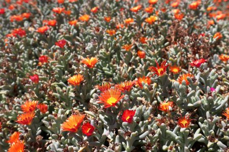 Téléchargez les photos : Malephora crocea Schwantes, belle fleur trouvée dans le nord de l'Argentine. Photo de haute qualité - en image libre de droit