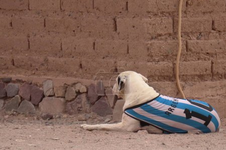 Northa Argentina, 2022, a dog using Argentina soccer team striped shirt. High quality photo