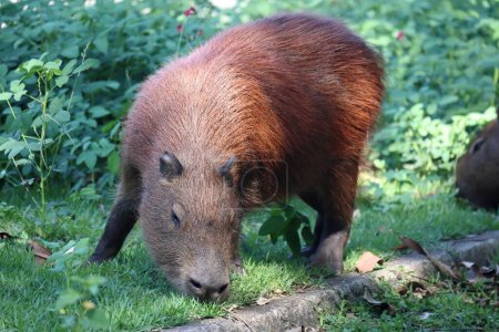 Photo for Capybara, Hydrochoerus hydrochaeris, eats grass.High quality photo - Royalty Free Image