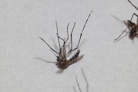 Gros plan de moustiques morts isolés sur fond blanc. Photo de haute qualité. Transmetteur de dengue. Aedes.