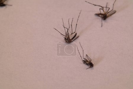 Großaufnahme verendeter Moskitos isoliert auf weißem Hintergrund. Hochwertiges Foto. Dengue-Überträger. Aedes.