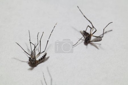 Close-up of died mosquitoes isolated on white background. High quality photo. Dengue transmitter. Aedes.