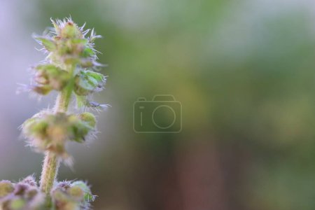 close up of a sweet basil flower in the garden. High quality photo
