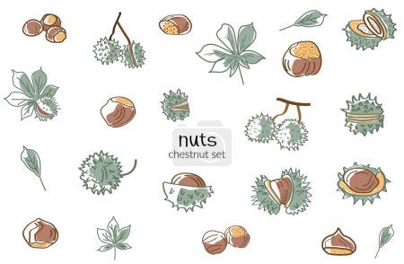 Illustration for Chestnut set. Collection icon chestnut. Vector - Royalty Free Image