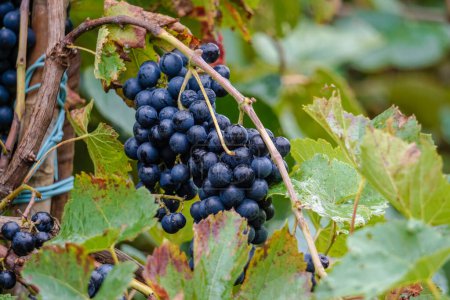 Foto de Ramo de uvas rojas colgando de la vid con gotas de rocío por encima y en su punto óptimo de madurez - Imagen libre de derechos