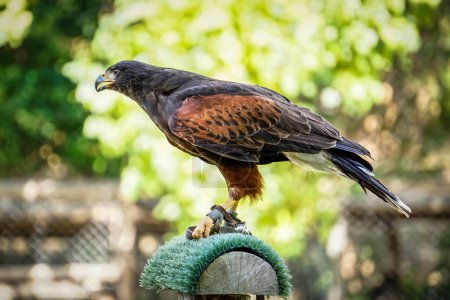 bird of prey or raptor that hunts prey for food, using its sharp beak and claws. The claws and beak tend to be relatively large and powerful.