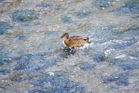 duck swimming in a stream of water of the Manzanares River