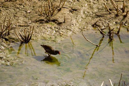 Aquatic bird searching for food in the mud of the river bank