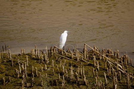 Wasservogel auf Nahrungssuche im Schlamm des Flussufers