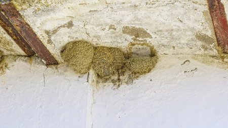 Nids d'hirondelles sous les arcades d'un bâtiment blanchi à la chaux