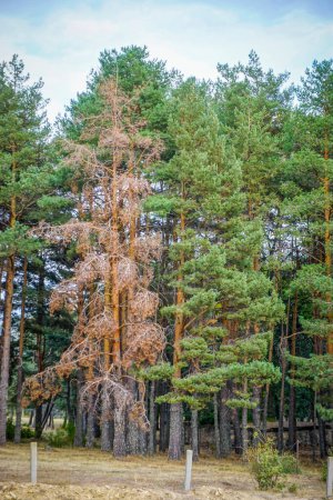 Trockener brauner Baum umgeben von sattgrünem Wald