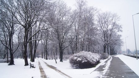 Téléchargez les photos : Scène hivernale dans le parc Zachodni, Wroclaw, Pologne, avec des arbres enneigés bordant la rue Lotnicza. Un banc tranquille vous attend au milieu du paysage blanc immaculé. - en image libre de droit