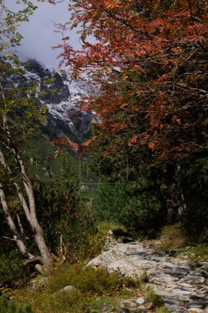 Photo for A mesmerizing blend of autumn and winter in Poland's High Tatras. Fiery fall leaves frame a stone pathway, guiding one's gaze to distant snowy peaks. Nature's transition at its finest. - Royalty Free Image
