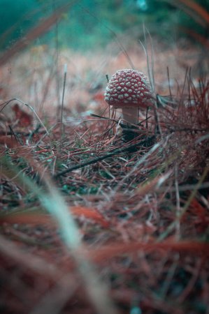 Photo for Enigmatic Amanita mushroom nestled in a mystical forest, with a moody, teal-tinted ambiance; Ethereal woodland scene with a red-capped toadstool among pine needles; Vibrant fly agaric mushroom on a dreamy forest floor. - Royalty Free Image