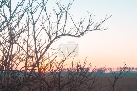 Photo for Sunrise behind bare branches; Delicate tracery against the dawn sky; Peaceful sunrise through interlacing twigs over slumbering land. - Royalty Free Image