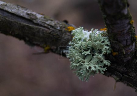 Téléchargez les photos : Gros plan du lichen symbiotique sur une branche altérée ; Plan macro de textures délicates incarnant la résilience ; Colonie de lichens vibrante témoignant de la biodiversité ; Vue détaillée symbolisant la ténacité de la vie. - en image libre de droit