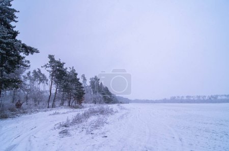 Photo for Serene snowy scenery with a forest edge and a winding trail, ideal for winter travel; Peaceful vista overlooking a quiet field; Crisp panorama with snow-blanketed trees. - Royalty Free Image