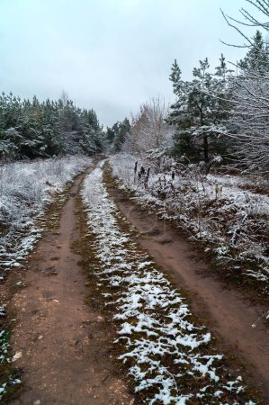 Photo for First snow touch: A forest path dusted with the season's first snow, leading through a tranquil evergreen corridor. Winter's trail: A rustic path cuts through a frost-kissed forest, marking the onset of winter's charm. - Royalty Free Image