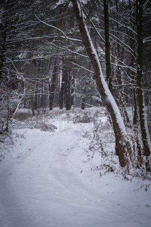 Foto de Los árboles curvados enmarcan un sendero nevado, que conduce al corazón de un bosque tranquilo. El sendero invernal del bosque: un sendero tranquilo cubierto de nieve, invitando a un paseo tranquilo. Un viaje hacia la quietud espera. - Imagen libre de derechos