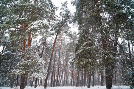 Photo for Snowflakes gently descend on a lush pine forest, a serene symphony of winter. Enchanted snowy forest scene with pines standing tall amidst the gentle flurry. The soft serenade of winter blankets the forest. - Royalty Free Image