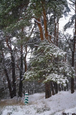 Photo for Winter wonderland: Snow-dusted pines tower majestically over a serene forest floor. A tranquil snowy scene, with evergreens wearing a coat of winter's finest white. Snowflakes rest on coniferous giants. - Royalty Free Image