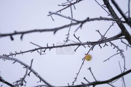 Téléchargez les photos : Pomme solitaire accrochée à des branches gelées dans un paysage hivernal serein, symbole de résilience et d'espoir. Touche hivernale sur la dernière pomme d'automne parfaite pour les thèmes saisonniers. - en image libre de droit